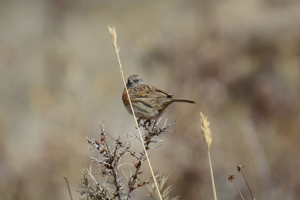 Photo of Likir by Soumik Neogi