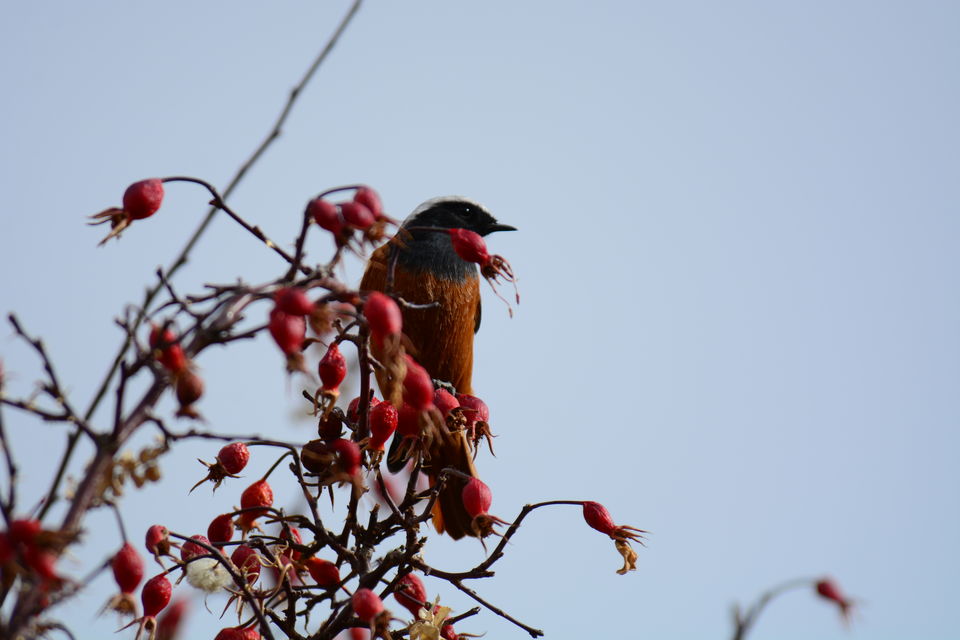 Photo of Likir by Soumik Neogi