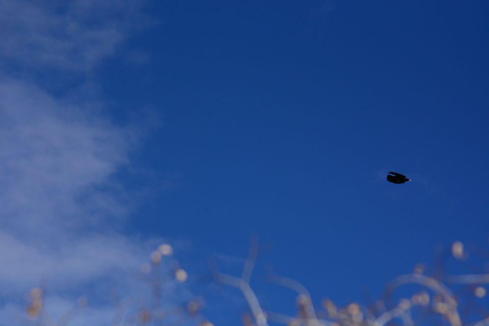 Photo of Likir by Soumik Neogi