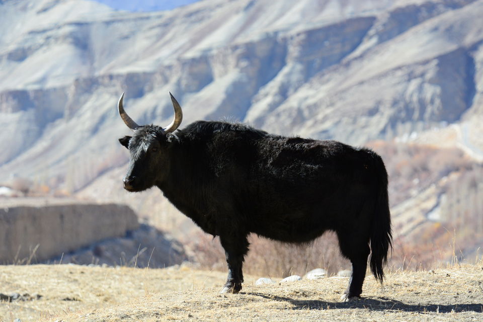 Photo of Experiencing Ladakh in winters! by Soumik Neogi