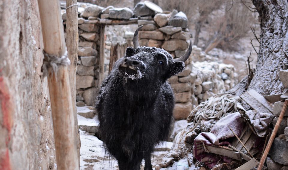 Photo of Less visited places of Ladakh - Chasing snow leopards in Ulley by Soumik Neogi