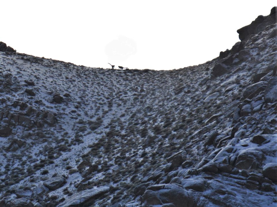 Photo of Less visited places of Ladakh - Chasing snow leopards in Ulley by Soumik Neogi