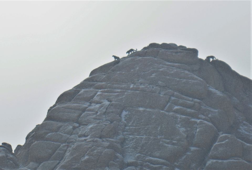 Photo of Less visited places of Ladakh - Chasing snow leopards in Ulley by Soumik Neogi