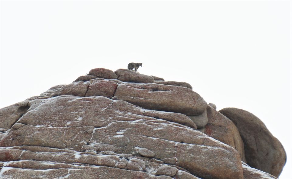 Photo of Less visited places of Ladakh - Chasing snow leopards in Ulley by Soumik Neogi