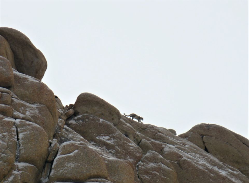 Photo of Less visited places of Ladakh - Chasing snow leopards in Ulley by Soumik Neogi