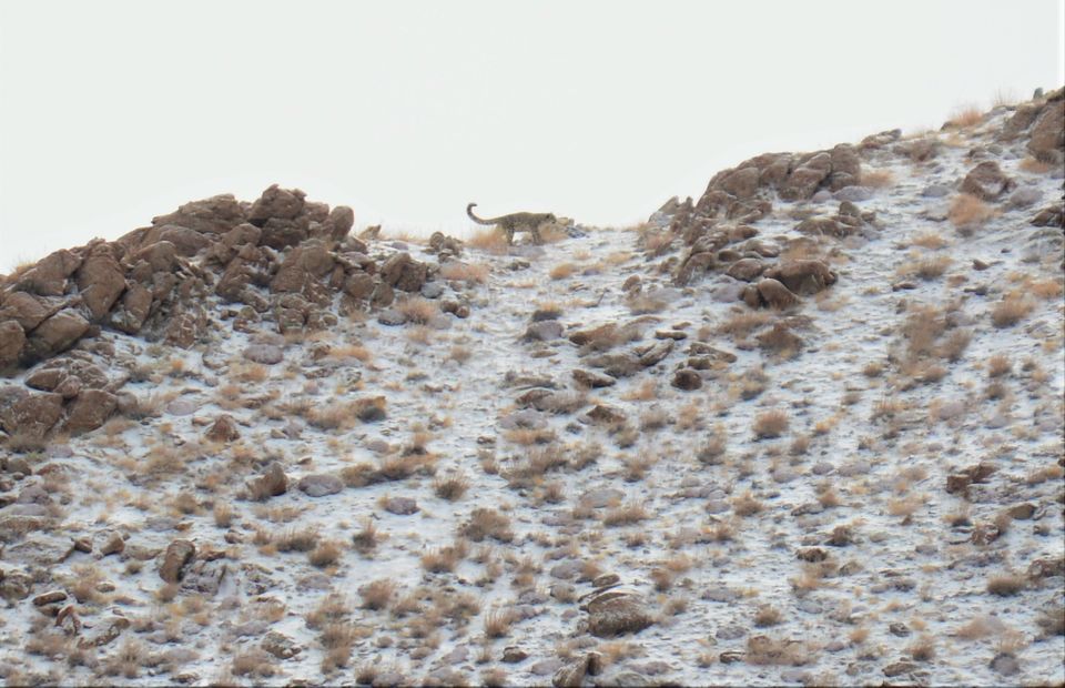 Photo of Less visited places of Ladakh - Chasing snow leopards in Ulley by Soumik Neogi