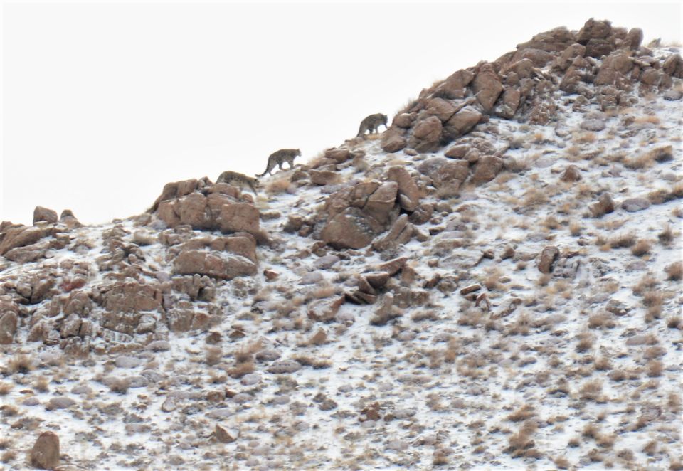 Photo of Less visited places of Ladakh - Chasing snow leopards in Ulley by Soumik Neogi
