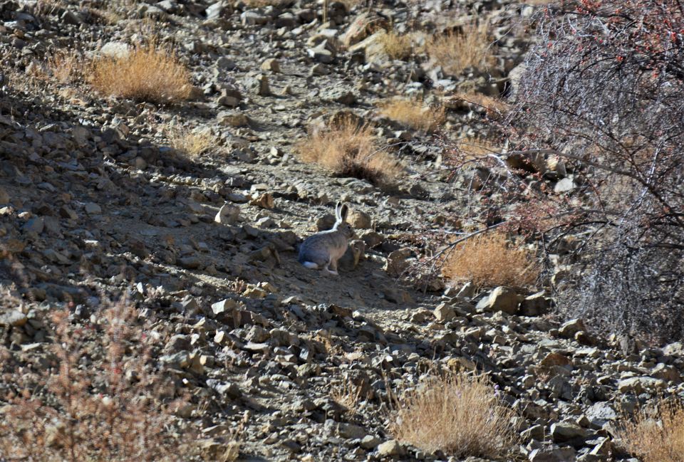Photo of Hemis Shukpachan by Soumik Neogi