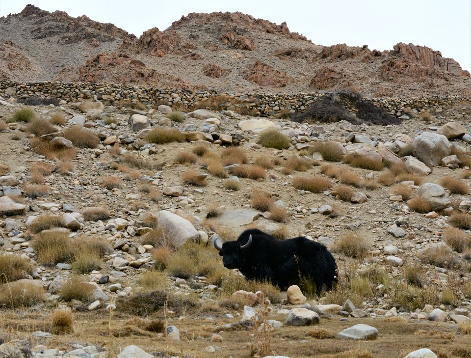 Photo of Experiencing Ladakh in winters! by Soumik Neogi