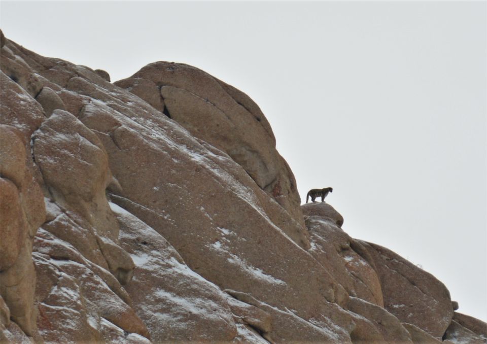 Photo of Less visited places of Ladakh - Chasing snow leopards in Ulley by Soumik Neogi