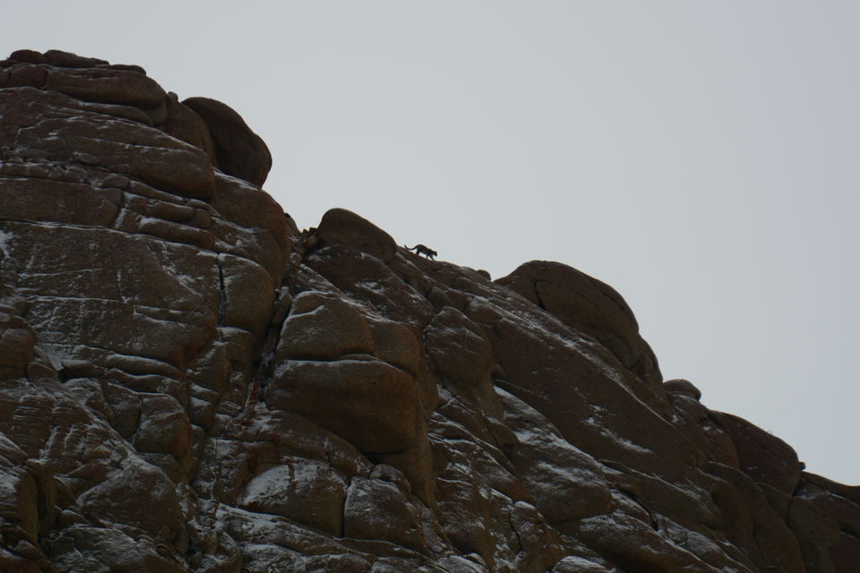Photo of Less visited places of Ladakh - Chasing snow leopards in Ulley by Soumik Neogi