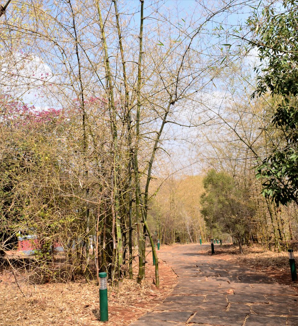 Photo of Why Bandipur Safari lodge offers best value for Solo travellers? by Soumik Neogi
