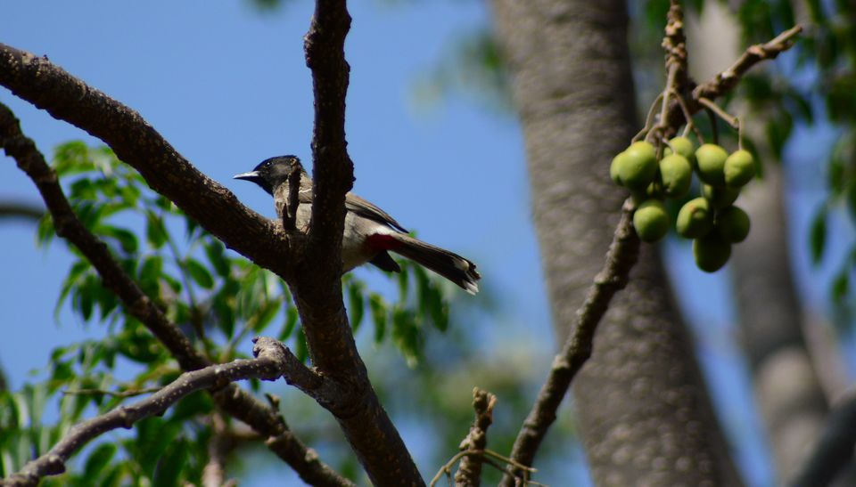 Photo of Why Bandipur Safari lodge offers best value for Solo travellers? by Soumik Neogi