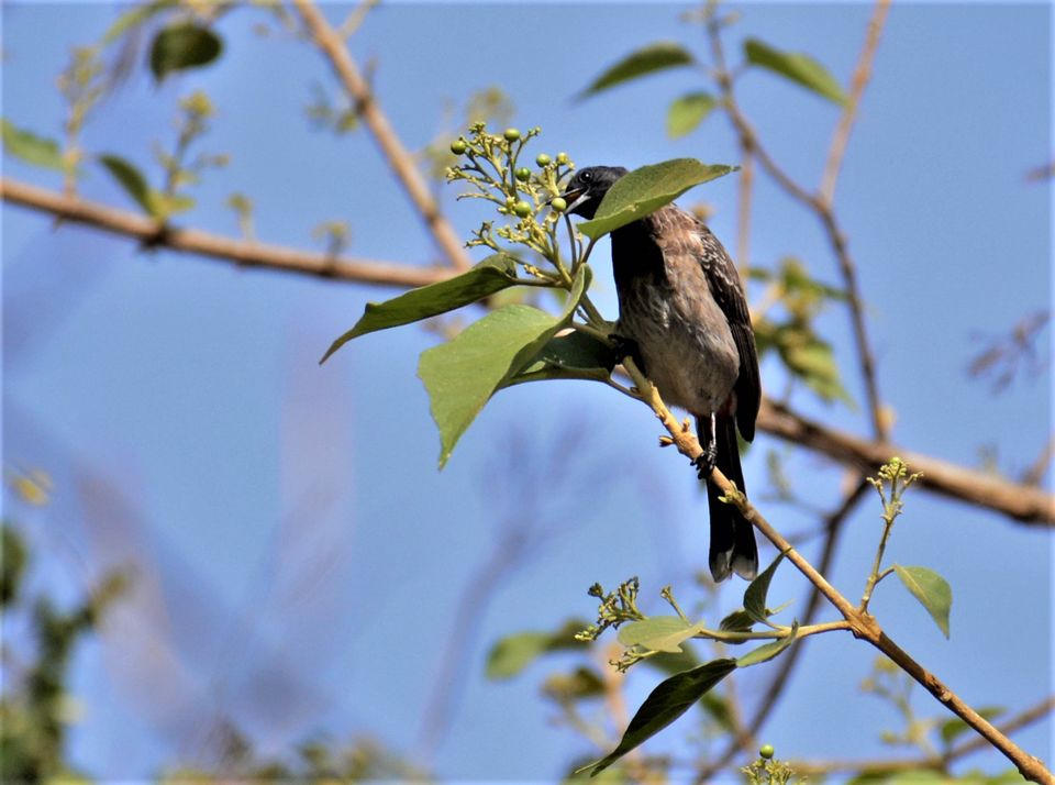 Photo of Why Bandipur Safari lodge offers best value for Solo travellers? by Soumik Neogi