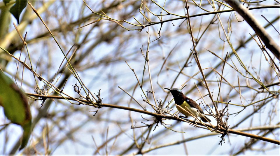 Photo of Why Bandipur Safari lodge offers best value for Solo travellers? by Soumik Neogi