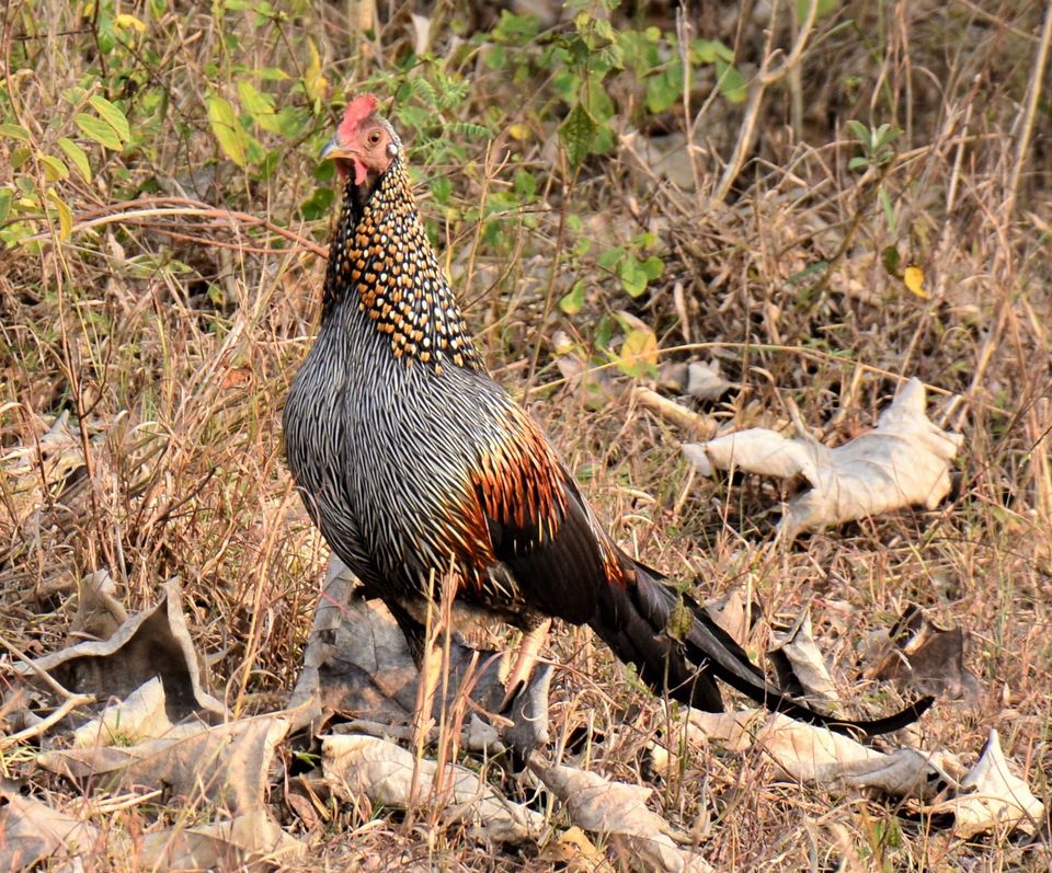 Photo of Why Bandipur Safari lodge offers best value for Solo travellers? by Soumik Neogi