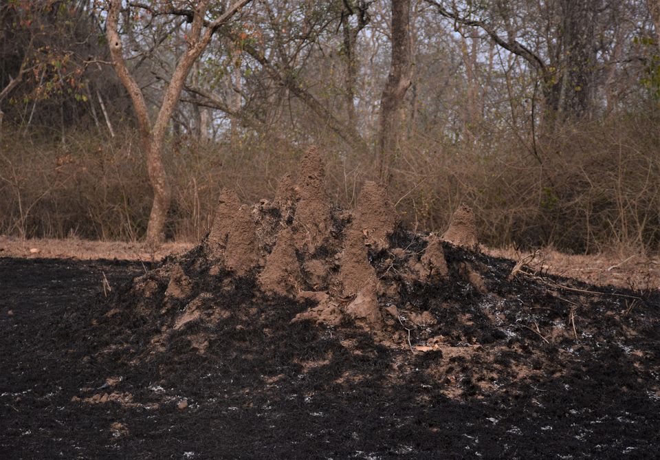 Photo of Why Bandipur Safari lodge offers best value for Solo travellers? by Soumik Neogi