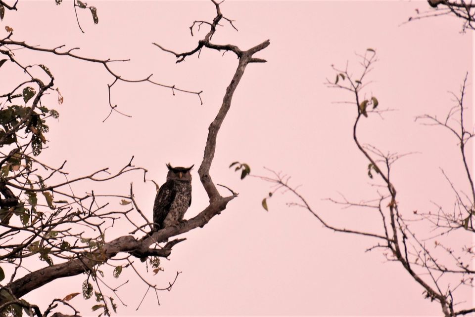Photo of Why Bandipur Safari lodge offers best value for Solo travellers? by Soumik Neogi