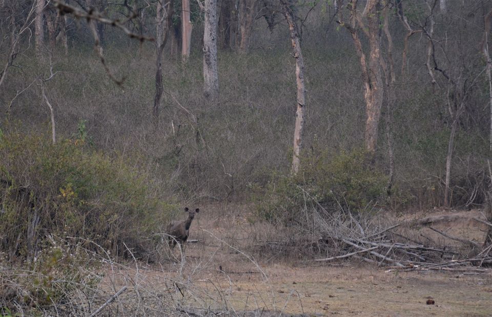 Photo of Why Bandipur Safari lodge offers best value for Solo travellers? by Soumik Neogi