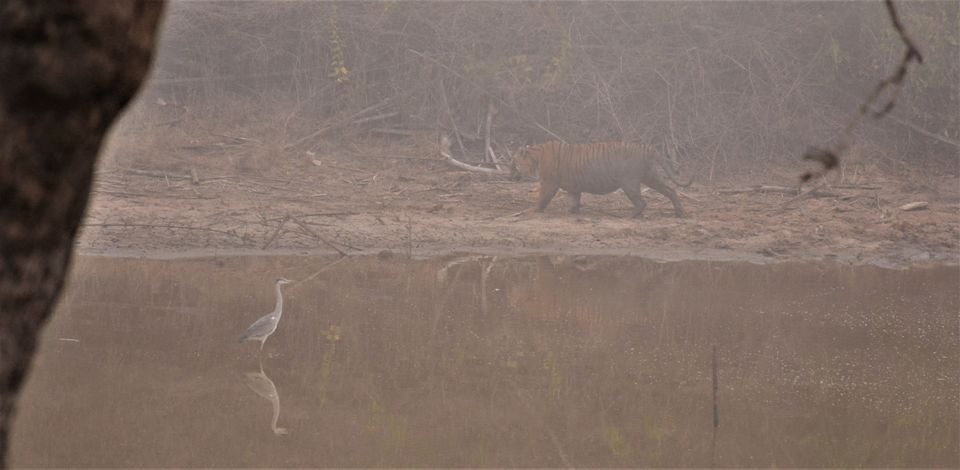 Photo of Why Bandipur Safari lodge offers best value for Solo travellers? by Soumik Neogi