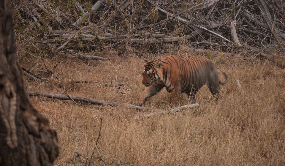 Photo of Why Bandipur Safari lodge offers best value for Solo travellers? by Soumik Neogi
