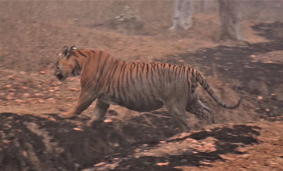 Photo of Why Bandipur Safari lodge offers best value for Solo travellers? by Soumik Neogi