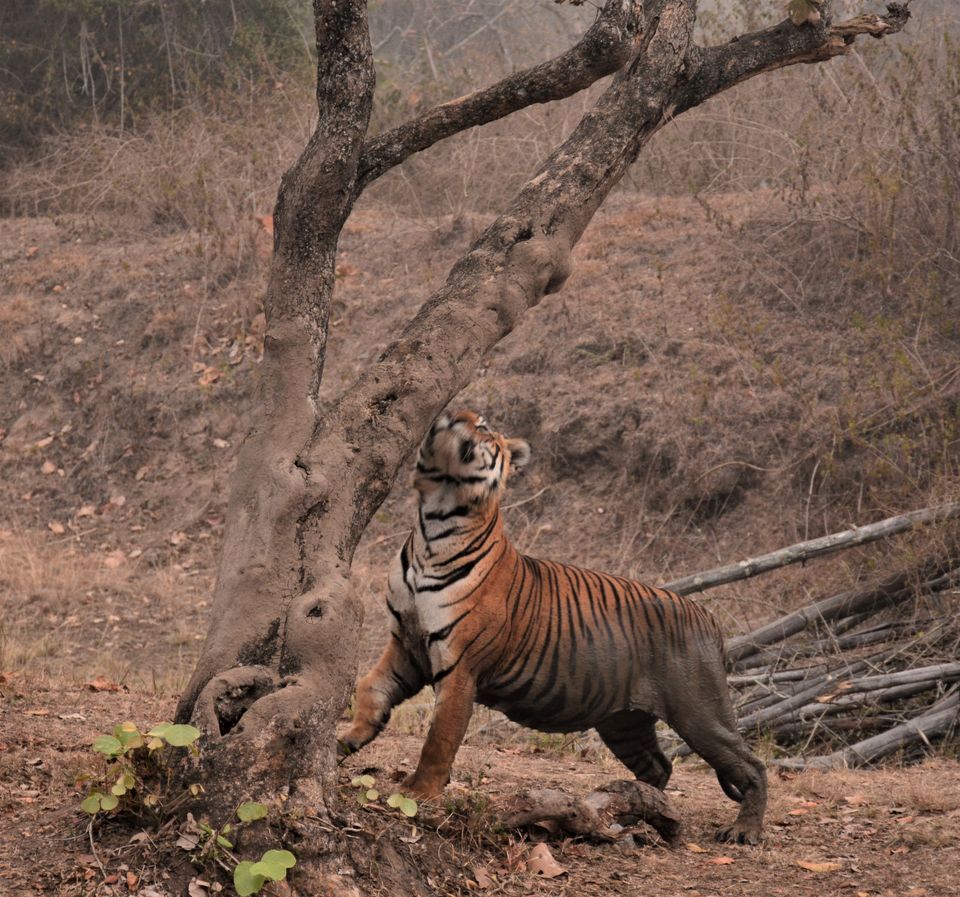 Photo of Why Bandipur Safari lodge offers best value for Solo travellers? by Soumik Neogi