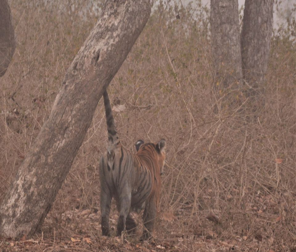 Photo of Why Bandipur Safari lodge offers best value for Solo travellers? by Soumik Neogi