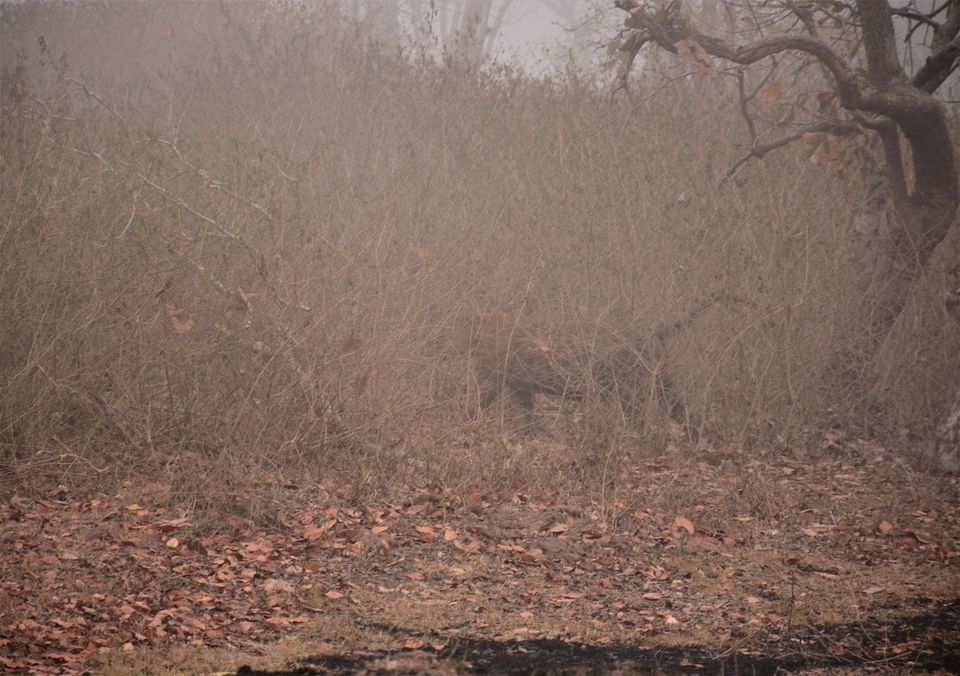 Photo of Why Bandipur Safari lodge offers best value for Solo travellers? by Soumik Neogi