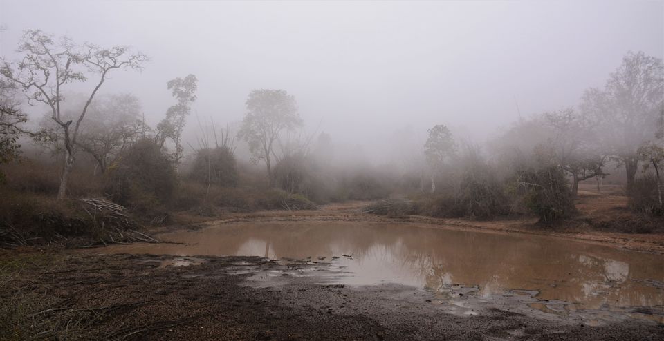 Photo of Why Bandipur Safari lodge offers best value for Solo travellers? by Soumik Neogi