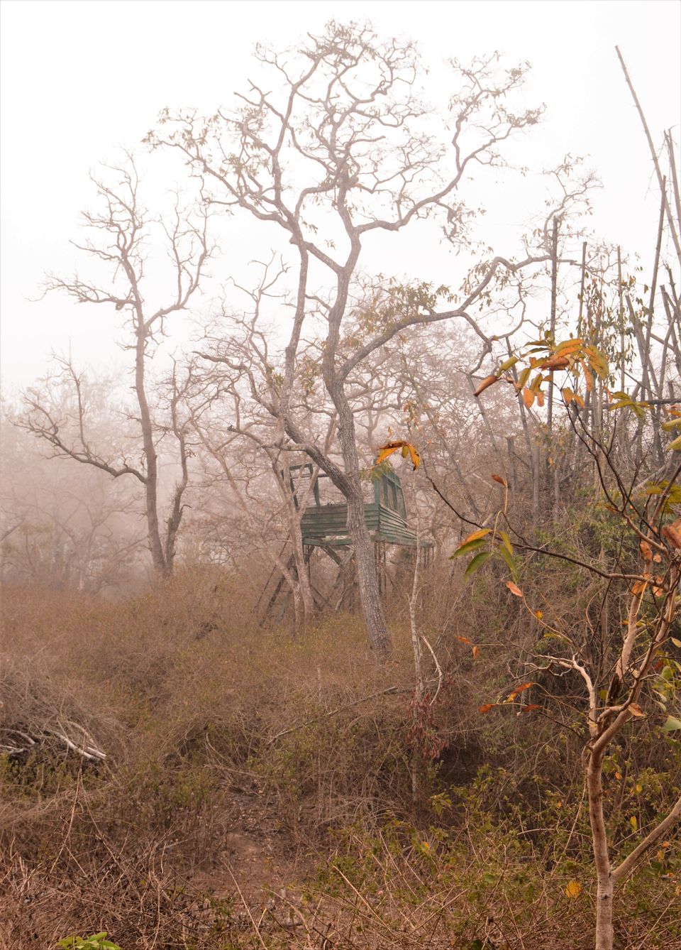 Photo of Why Bandipur Safari lodge offers best value for Solo travellers? by Soumik Neogi