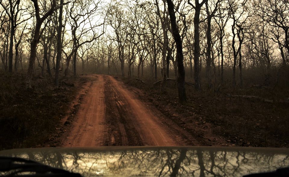 Photo of Why Bandipur Safari lodge offers best value for Solo travellers? by Soumik Neogi