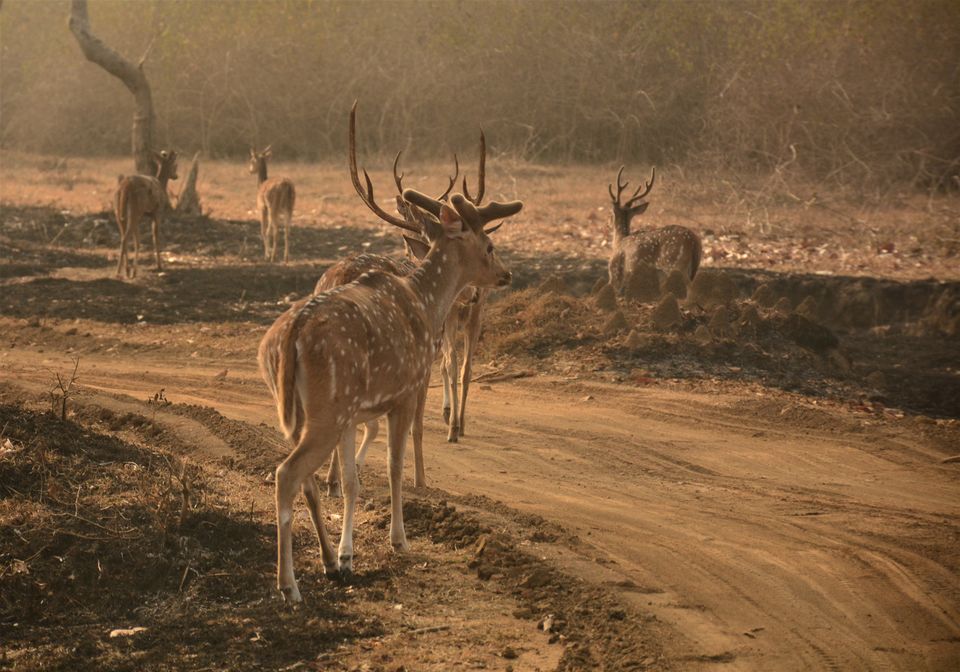 Photo of Why Bandipur Safari lodge offers best value for Solo travellers? by Soumik Neogi