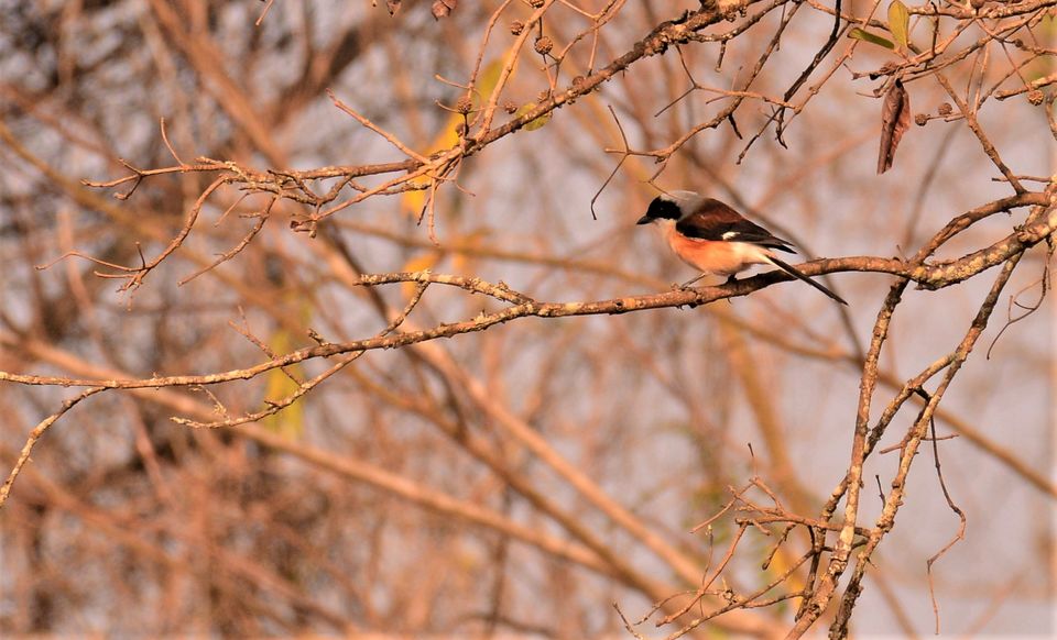 Photo of Why Bandipur Safari lodge offers best value for Solo travellers? by Soumik Neogi