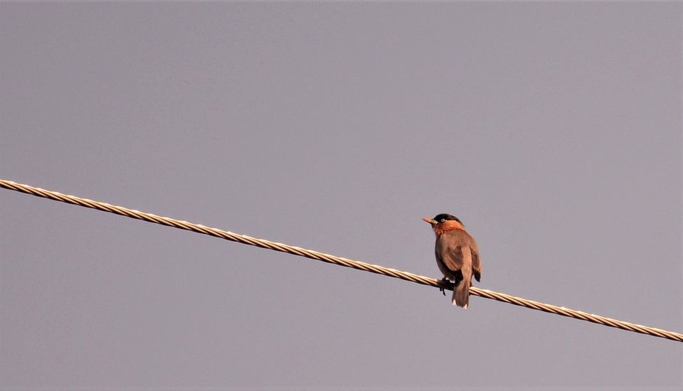 Photo of Why Bandipur Safari lodge offers best value for Solo travellers? by Soumik Neogi