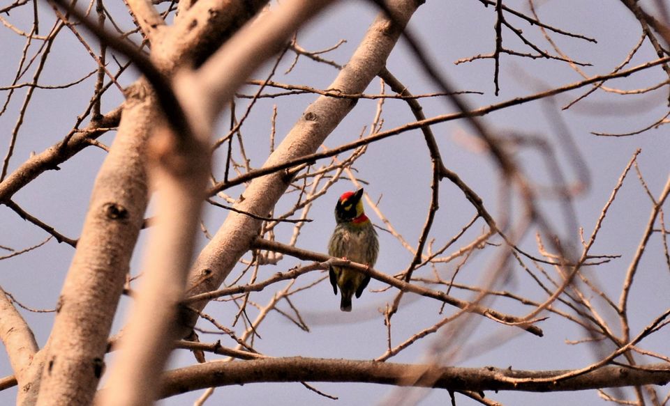 Photo of Why Bandipur Safari lodge offers best value for Solo travellers? by Soumik Neogi