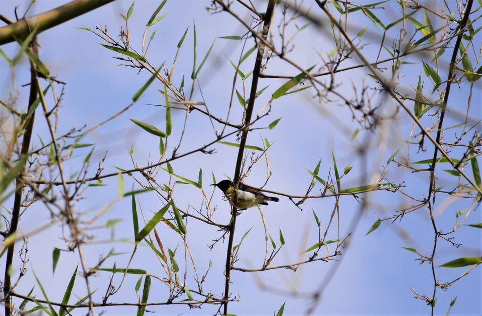 Photo of Why Bandipur Safari lodge offers best value for Solo travellers? by Soumik Neogi