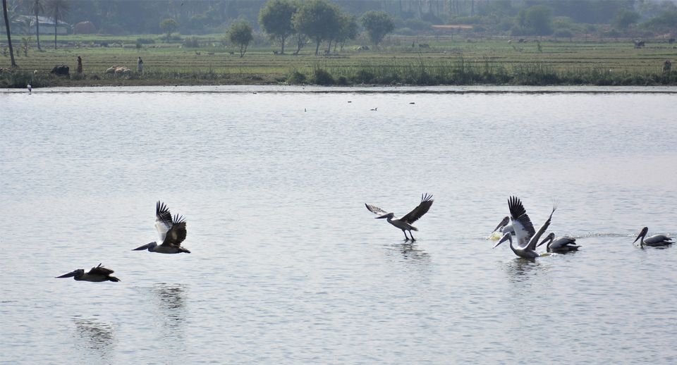 Photo of Why Bandipur Safari lodge offers best value for Solo travellers? by Soumik Neogi