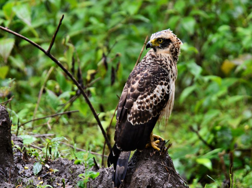 Photo of Why Bandipur Safari lodge offers best value for Solo travellers? by Soumik Neogi