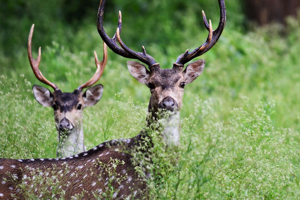 Photo of Why Bandipur Safari lodge offers best value for Solo travellers? by Soumik Neogi