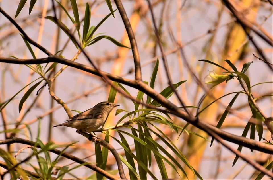 Photo of Introvert's First Solo Trip - In the wild by Soumik Neogi