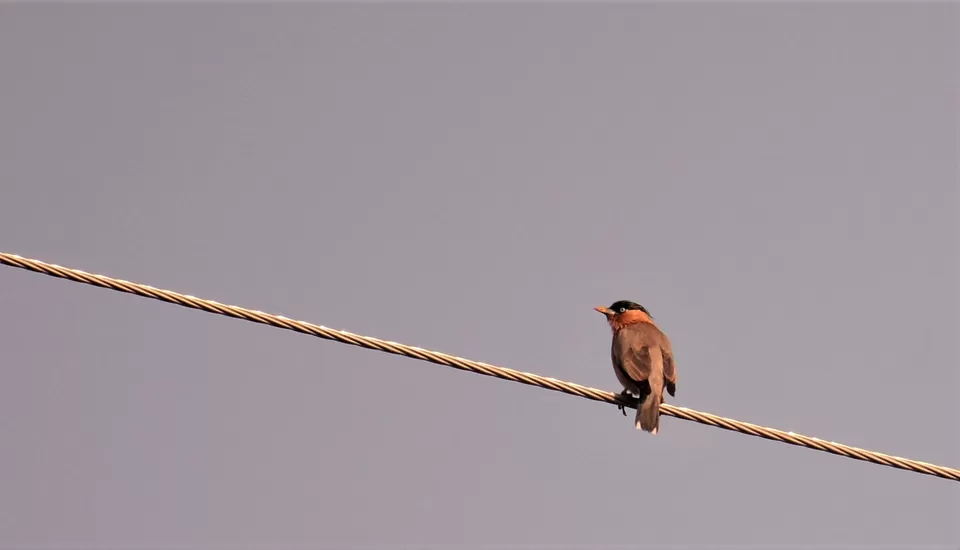 Photo of Introvert's First Solo Trip - In the wild by Soumik Neogi