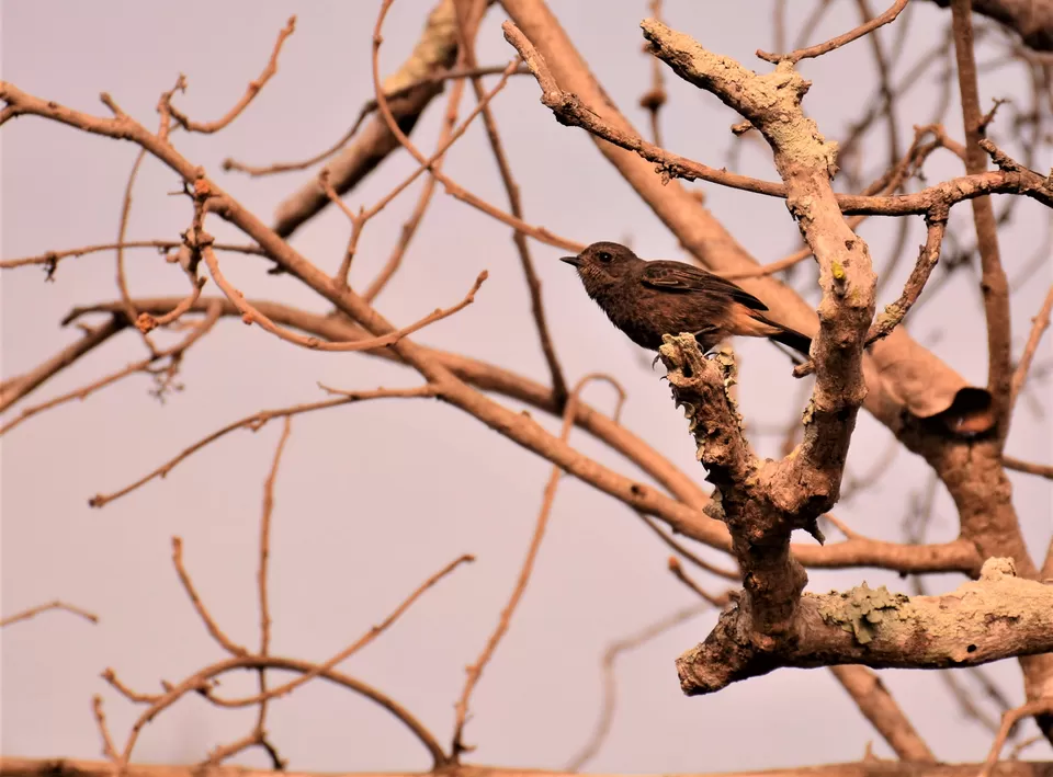 Photo of Introvert's First Solo Trip - In the wild by Soumik Neogi