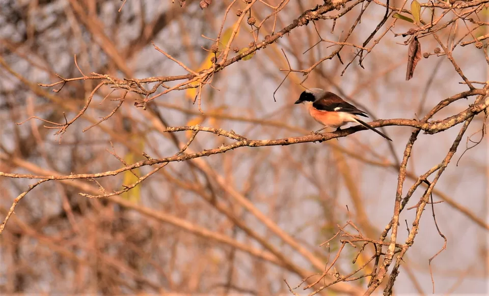 Photo of Introvert's First Solo Trip - In the wild by Soumik Neogi