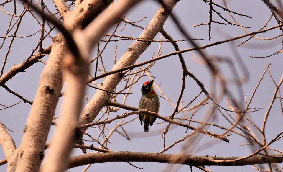 Photo of Introvert's First Solo Trip - In the wild by Soumik Neogi
