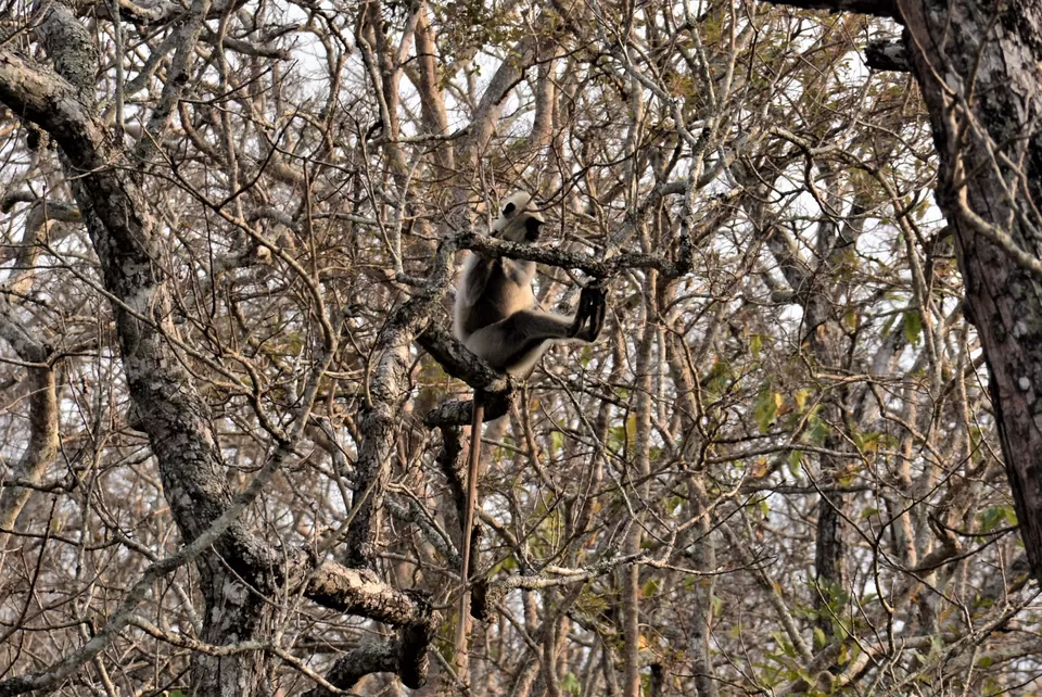 Photo of Bandipur Safari Lodge, Bandipur, Mel Kamanahalli, Karnataka, India by Soumik Neogi