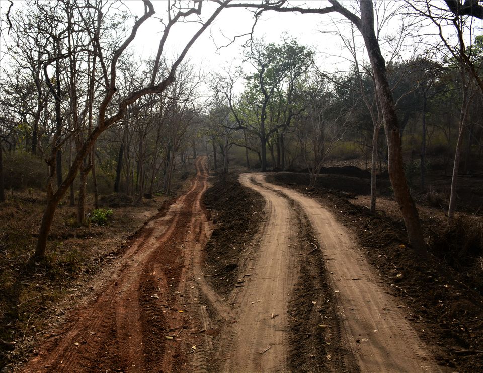 Photo of Introvert's First Solo Trip - In the wild by Soumik Neogi