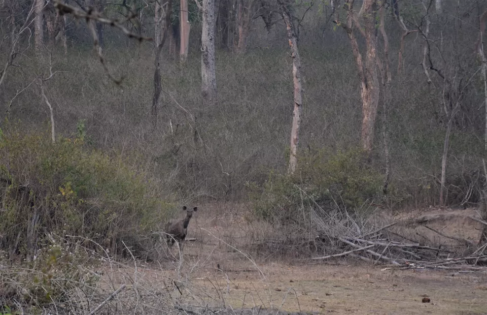 Photo of Bandipur Safari Lodge, Bandipur, Mel Kamanahalli, Karnataka, India by Soumik Neogi