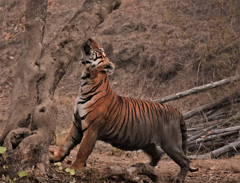 Photo of Bandipur Safari Lodge, Bandipur, Mel Kamanahalli, Karnataka, India by Soumik Neogi