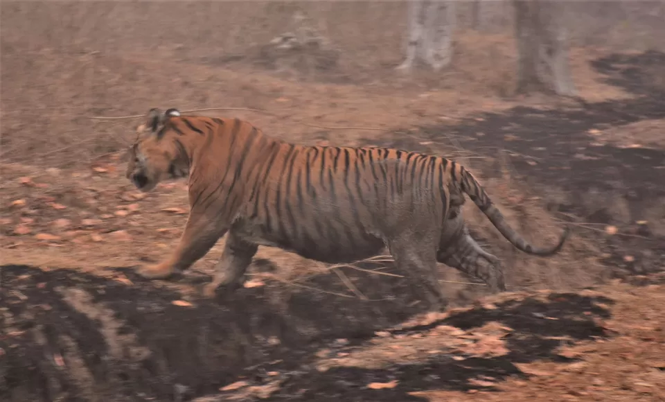 Photo of Bandipur Safari Lodge, Bandipur, Mel Kamanahalli, Karnataka, India by Soumik Neogi